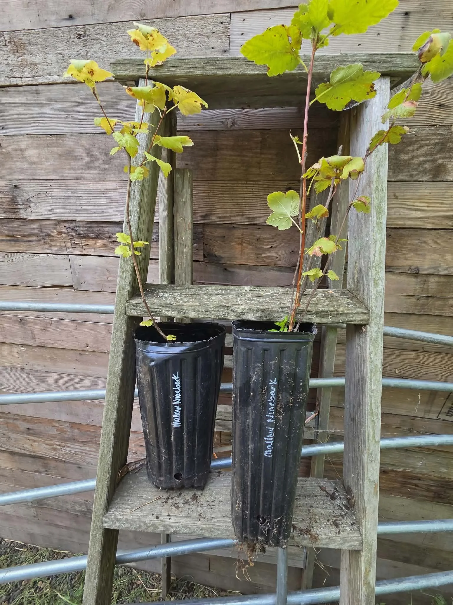 mallow ninebark 2 pots.jpg