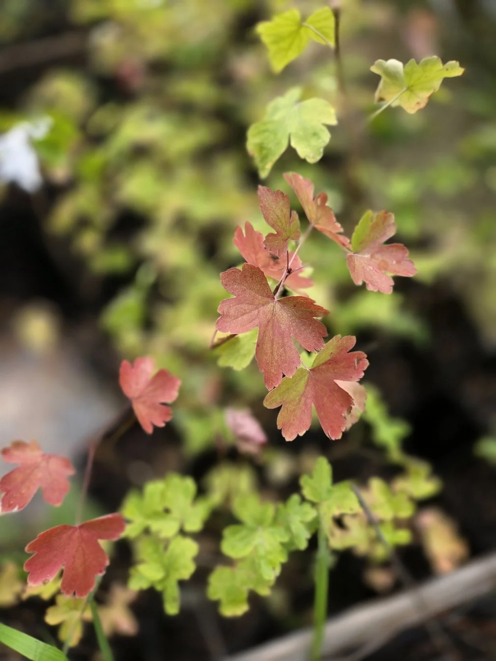 Golden currant changing color.jpg