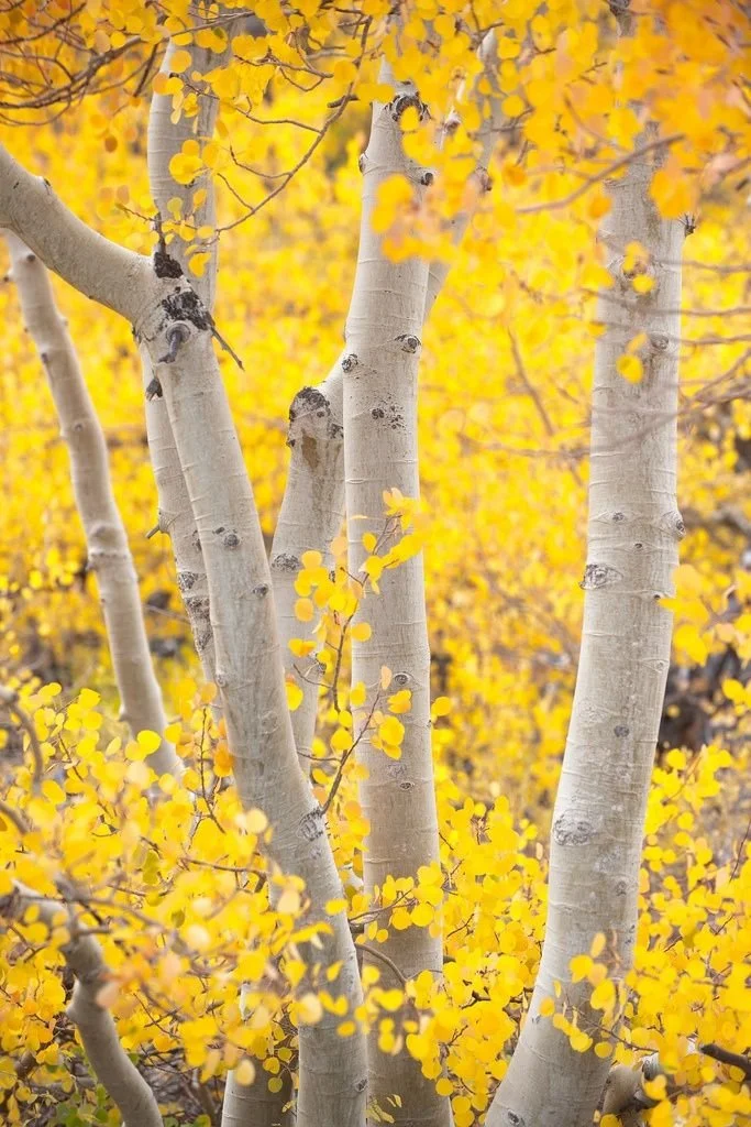 Betula papyrifera (Paper birch)