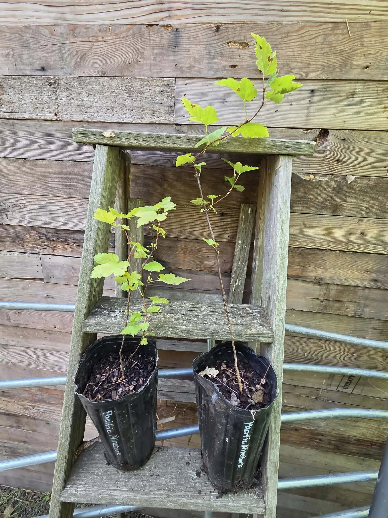 Pacific ninebark 2 pots.jpg