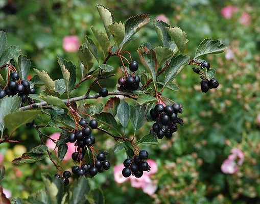 Crataegus douglasii (Douglas or black hawthorn)