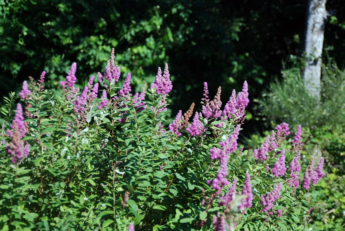 douglas spirea.jpg