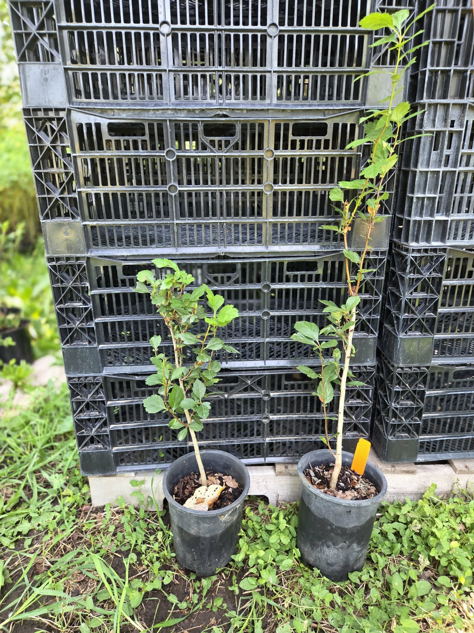 Douglas hawthorn 1 gallon pots.jpg