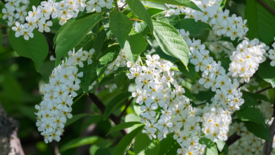 chokecherry-cropped.png