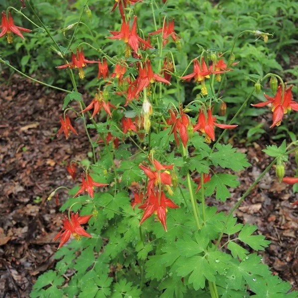 Aquilegia canadensis (Western or red columbine)