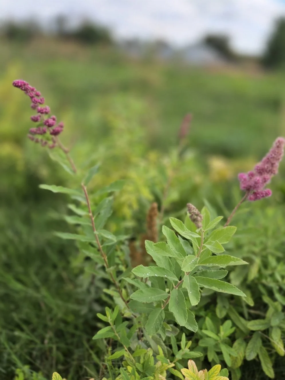 Douglas spirea in field2.jpg