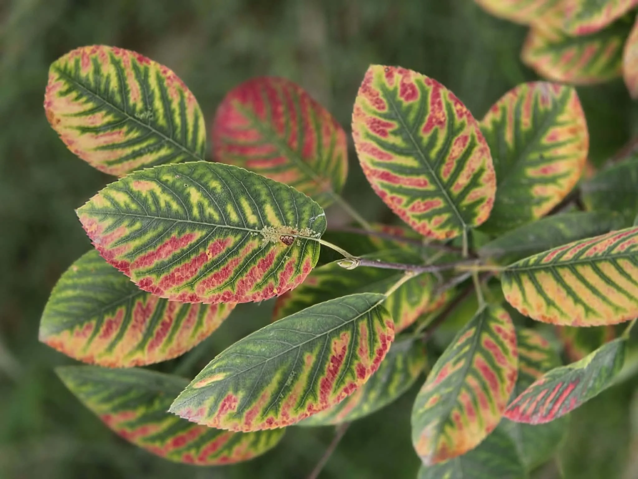 my serviceberry fall color.jpg