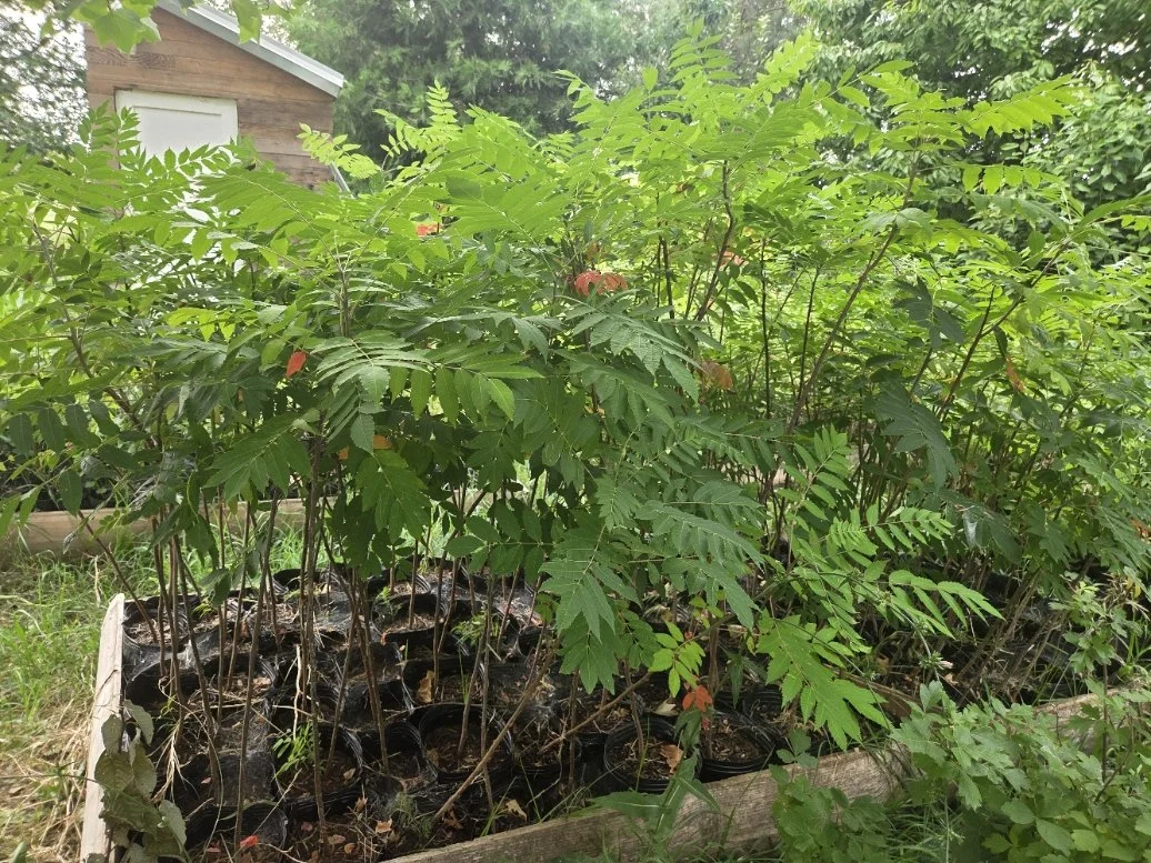 Smooth sumac large treepots.jpg