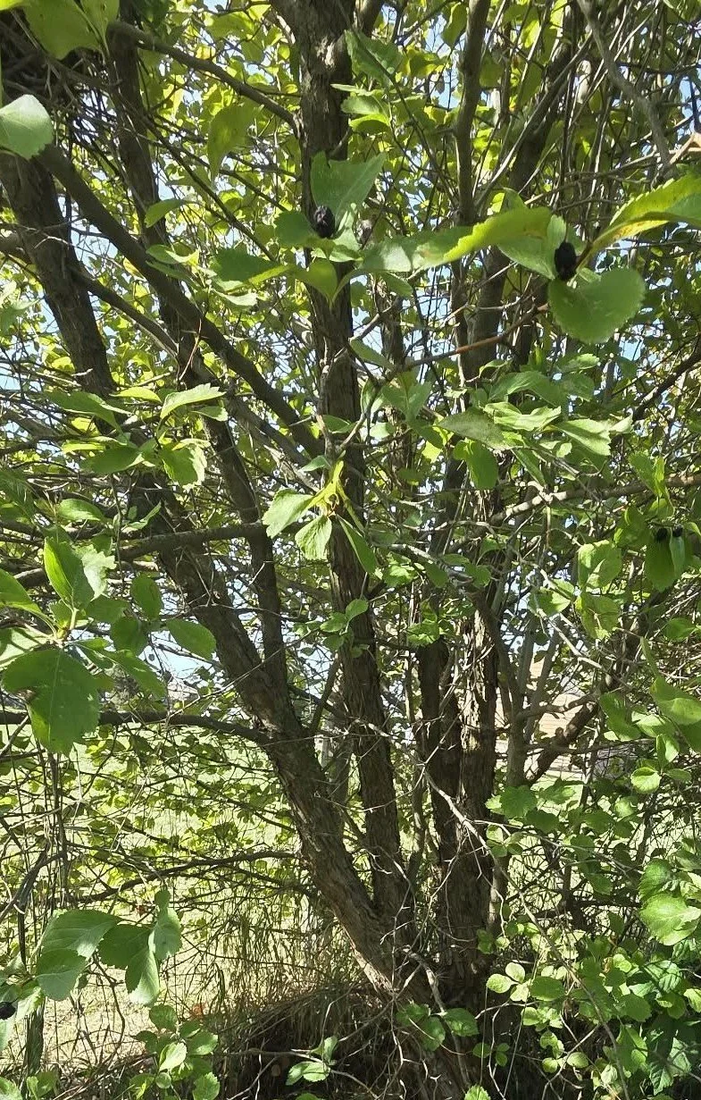Douglas hawthorn my mature tree4.jpg