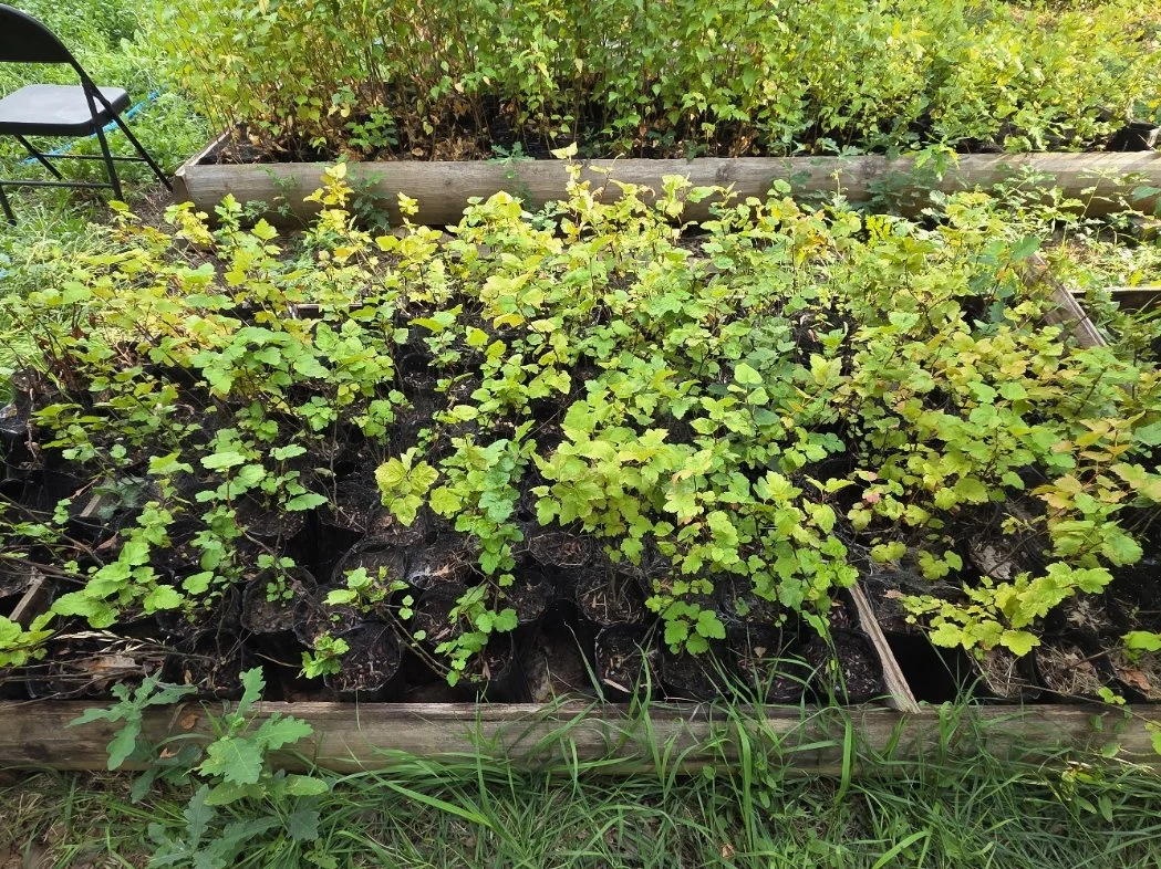 Pacific ninebark treepots.jpg