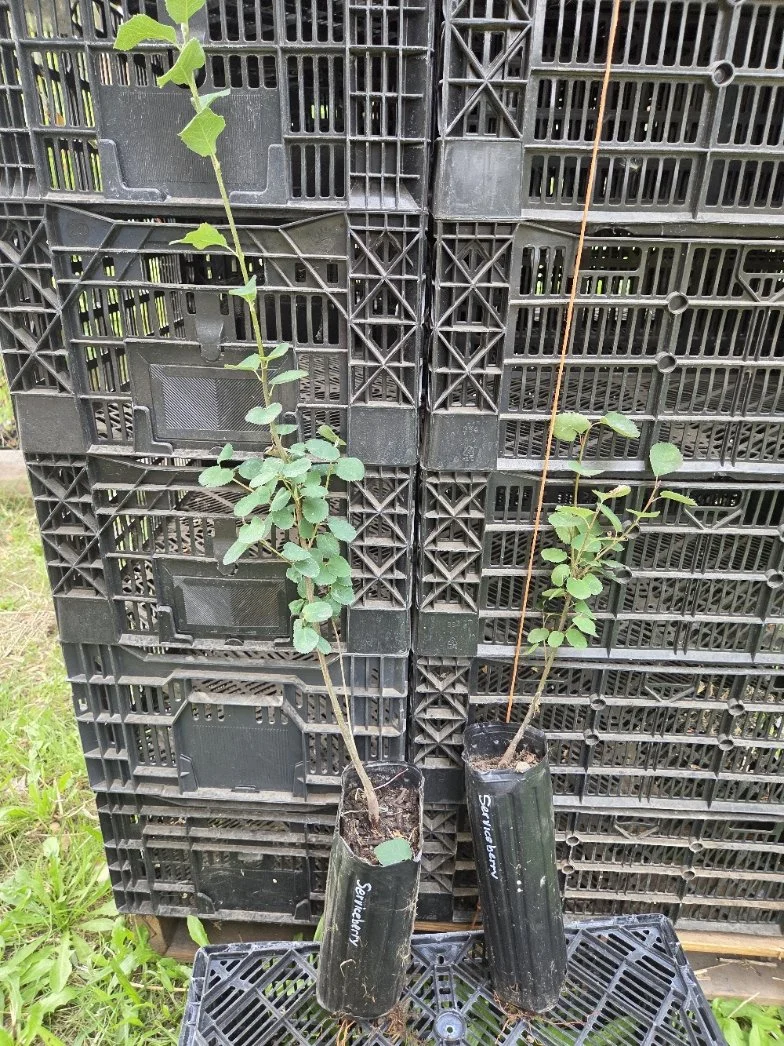 Serviceberries.jpg