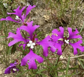 Elkhorn clarkia.png
