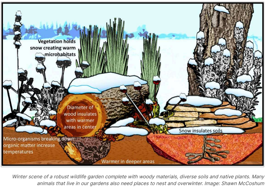Diagram showing a winter scene of a wildlife garden with woody materials, diverse soils, and native plants. The diagram highlights how vegetation holds snow, creating a warm microhabitat, and explains how wood insulates soil, with microorganisms breaking down organic matter to increase temperatures, supporting animals and plants.