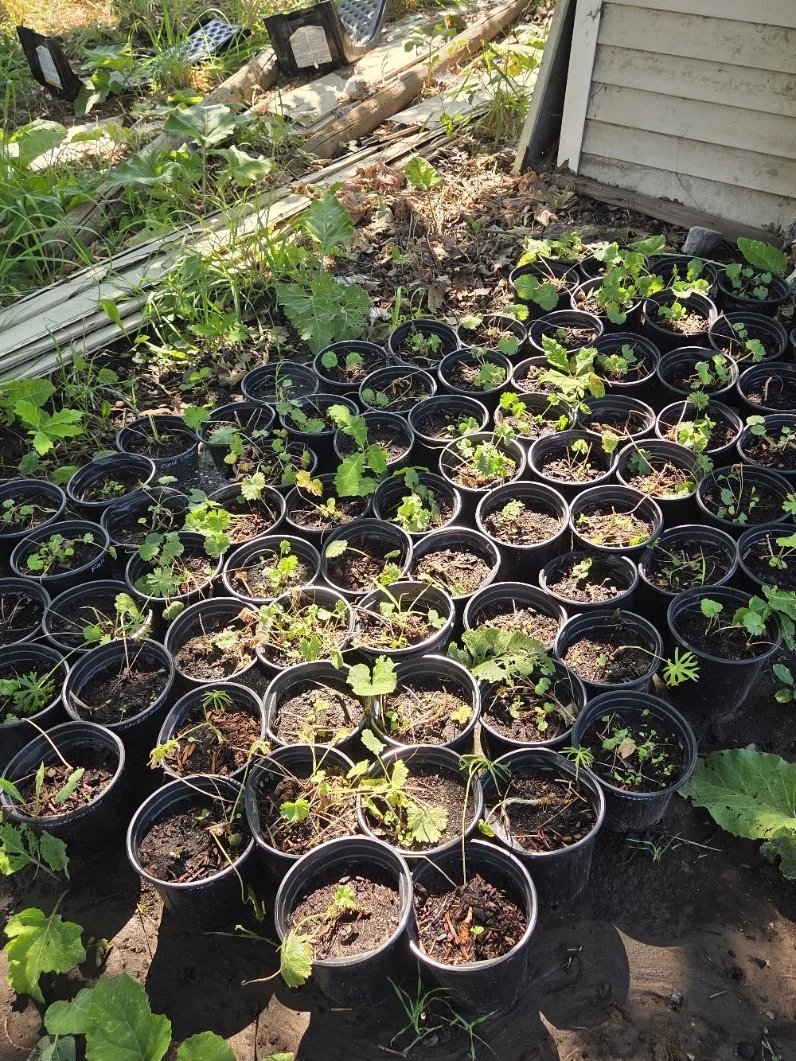 field checkermallow2.jpg