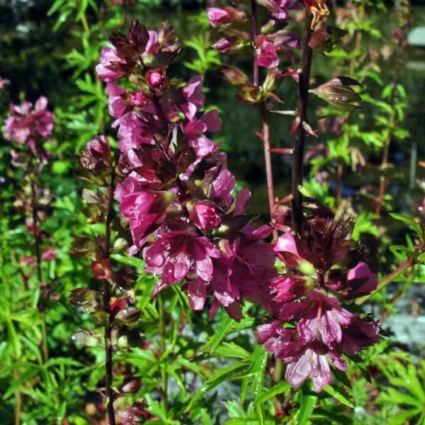 Sidalcea Hendersonii (Henderson's checkermallow)