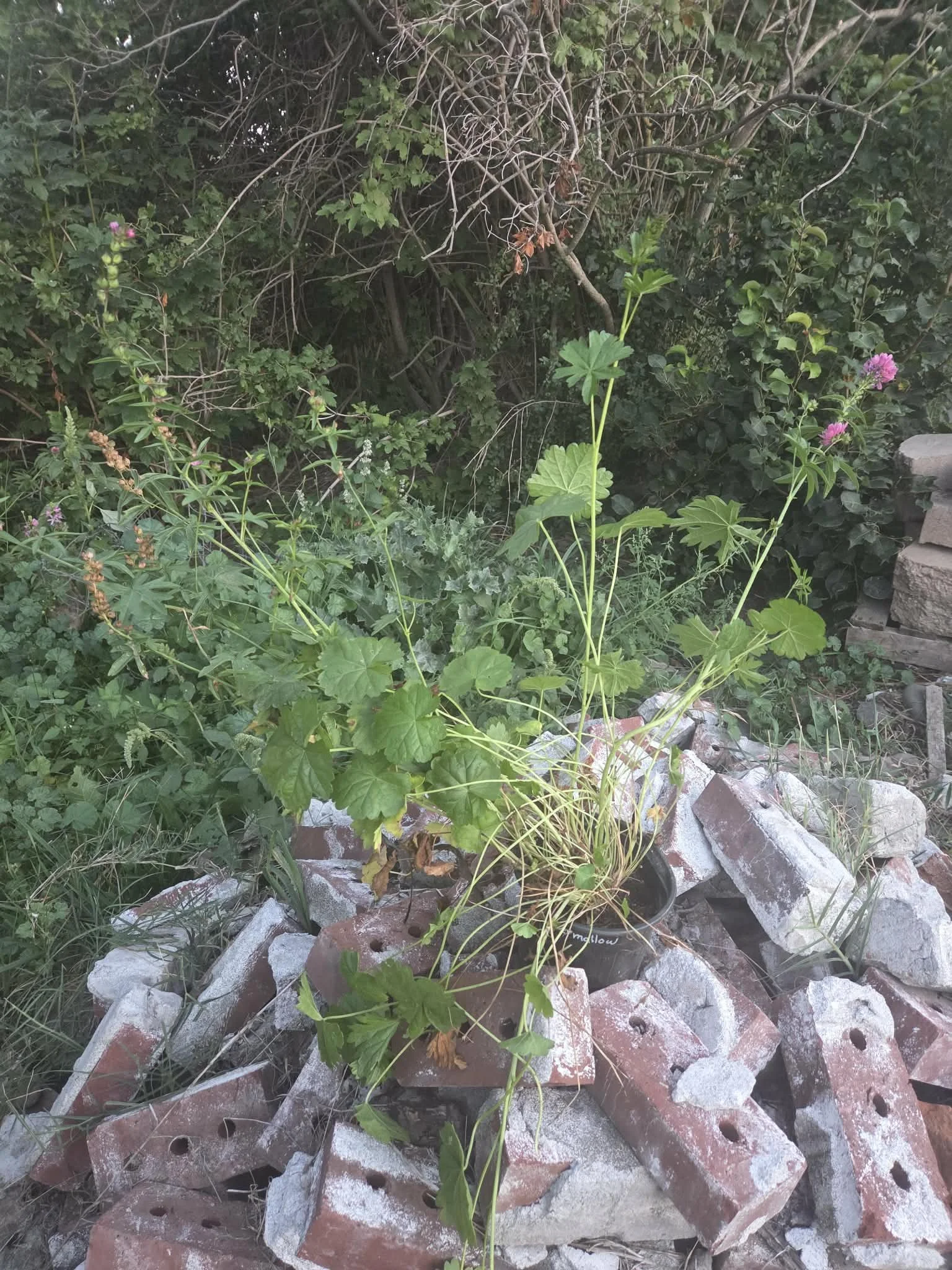 Henderson's checkermallow single.jpg