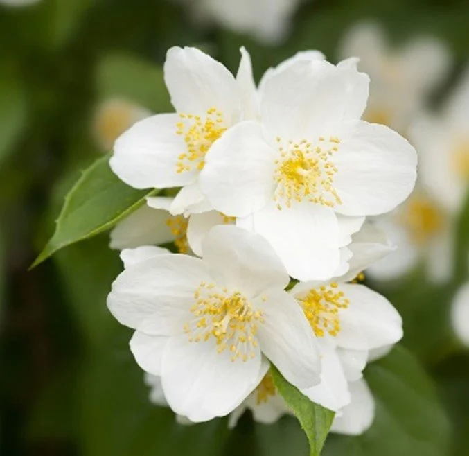Philadelphus lewisii (Mock orange)