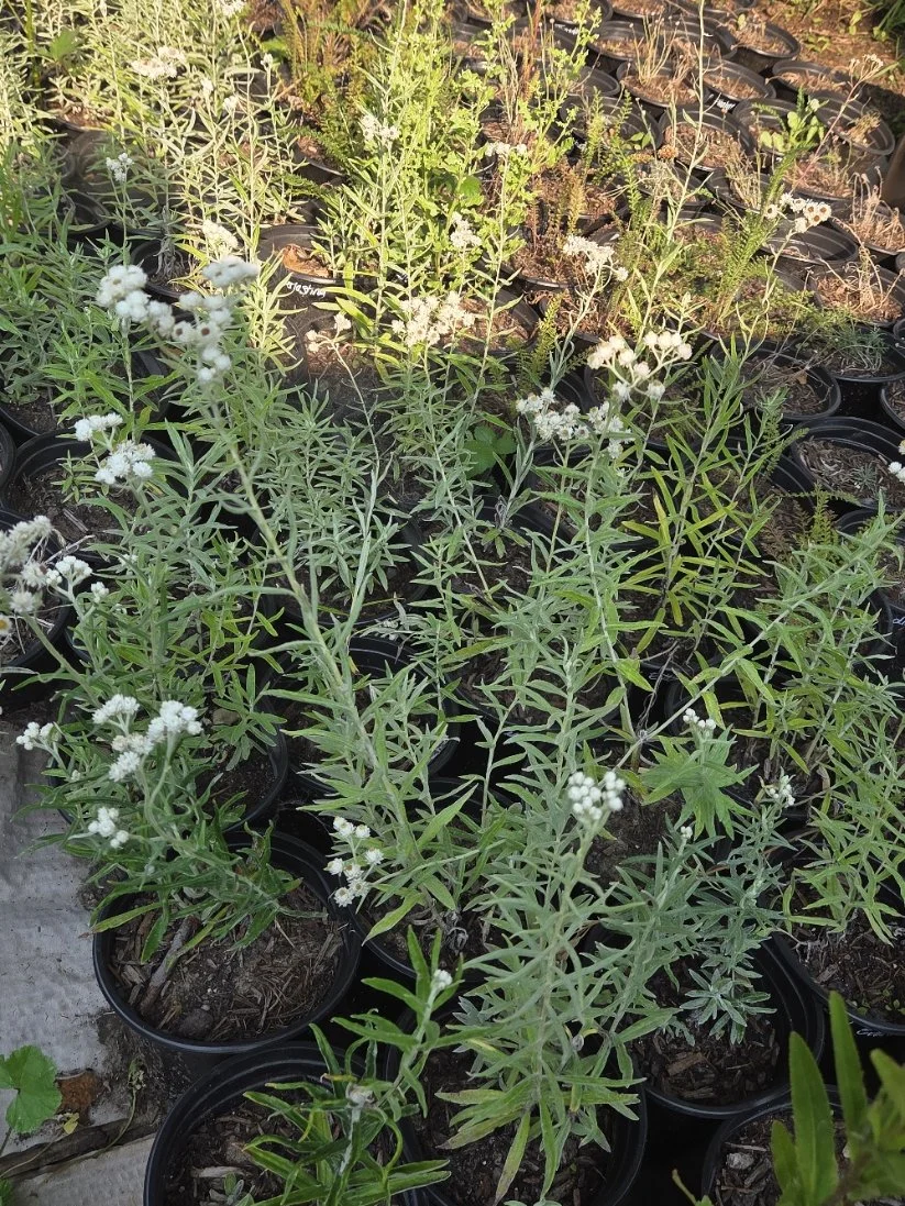 Pearly everlasting3.jpg