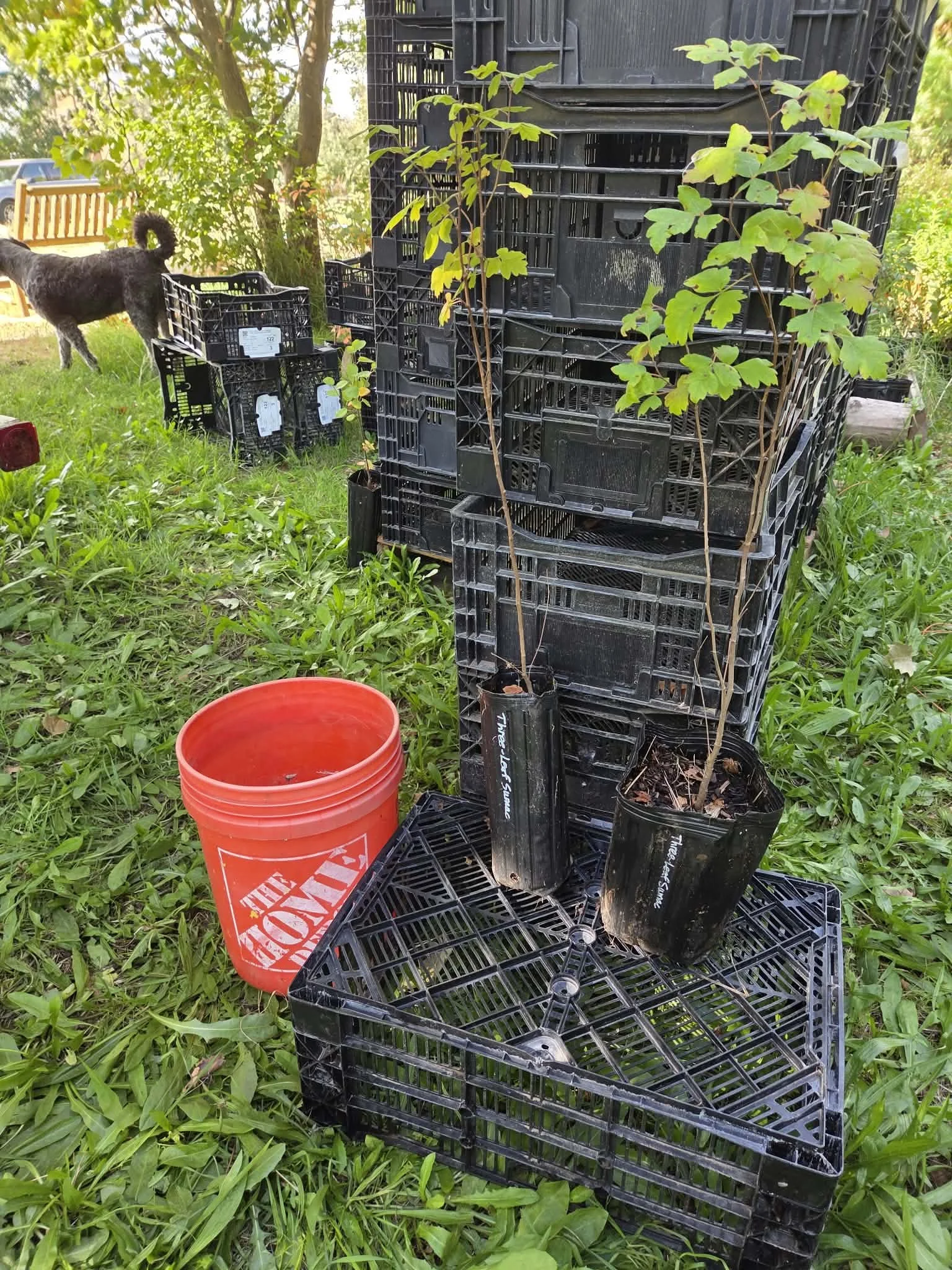 Three-leaf sumac 2 pots.jpg