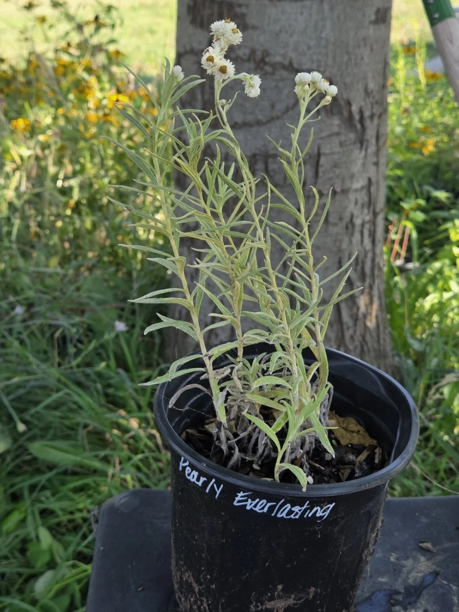 Pearly everlasting.jpg