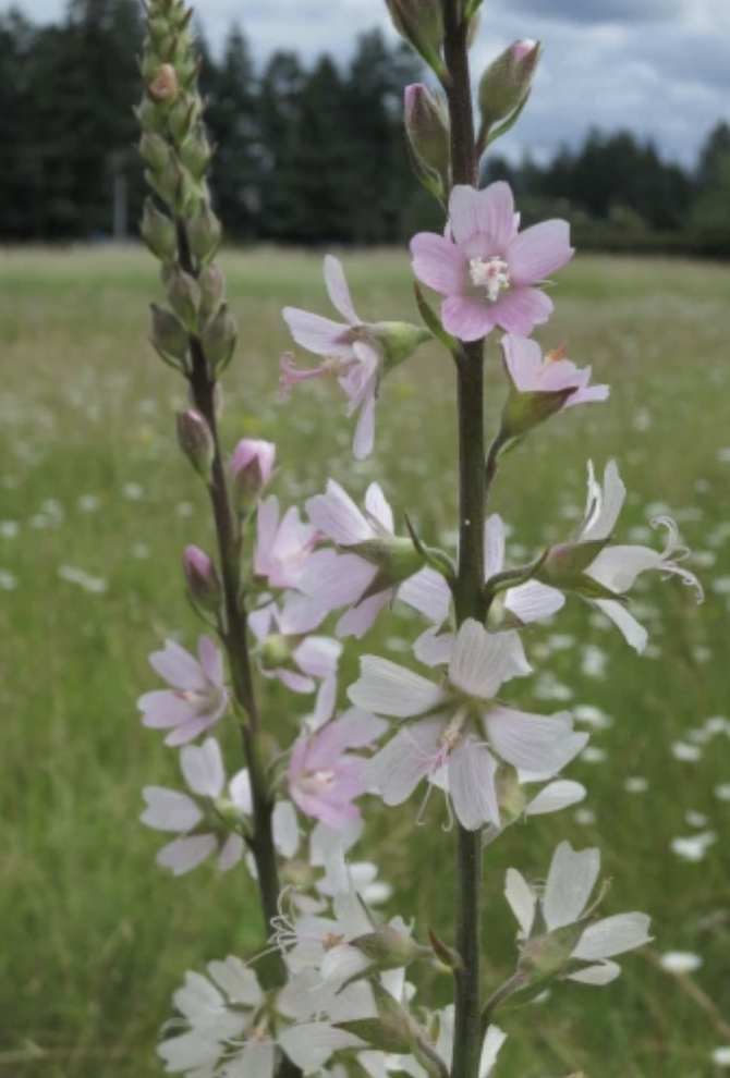 Sidalcea campestris (Field or meadow checkermallow)
