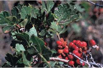 Three leaf sumac berries.png