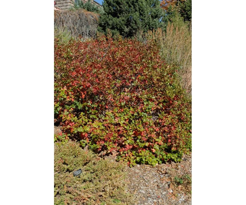 Rhus trilobata (Three-leaf sumac)