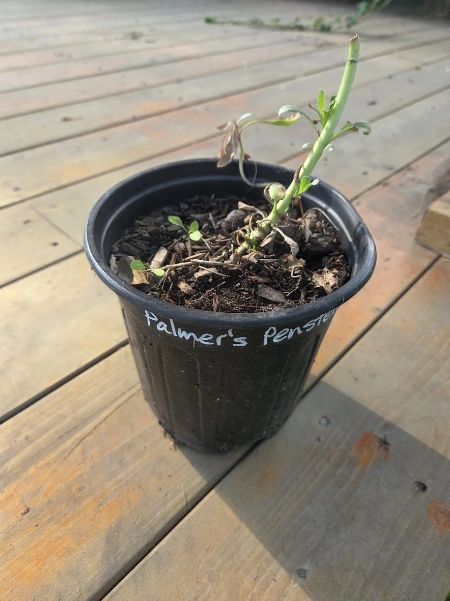 Palmer's penstemon pot.jpg