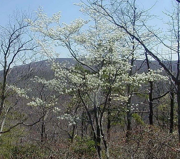 Amelanchier alnifolia (Saskatoon serviceberry)