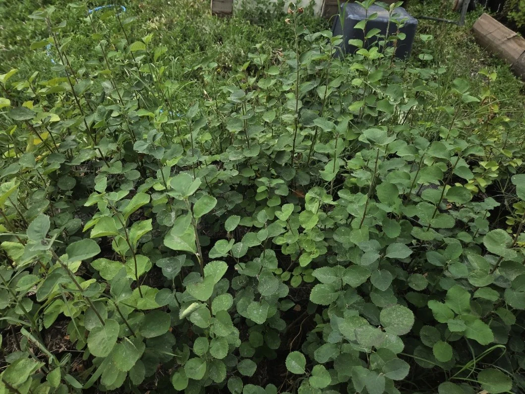 Serviceberries treepots.jpg