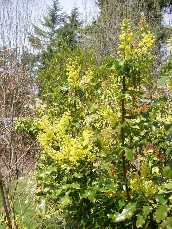 Mahonia aquifolium or Berberis aquifoliuma (Tall Oregon grape)