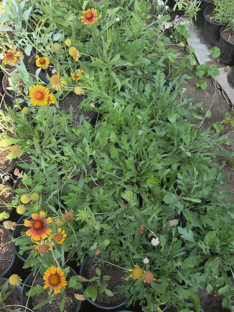 Blanketflower.jpg