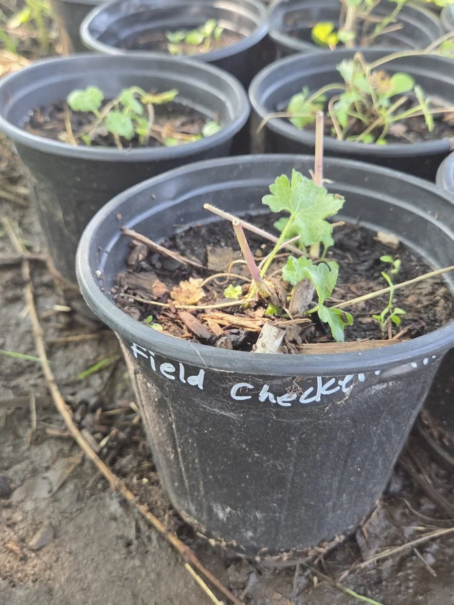 field checkermallow.jpg