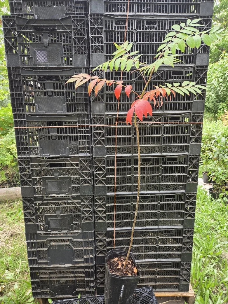 Smooth sumac.jpg