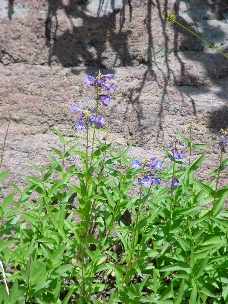 Penstemon rydbergii (Rydberg's penstemon)