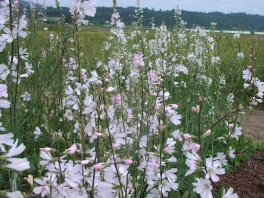 Field checkermallow.jpg