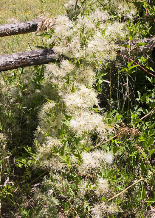 Clematis ligusticifolia (Western clematis)