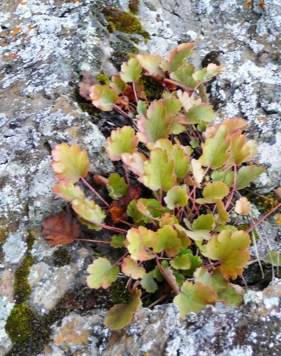 round-leaved alumroot3.jpg