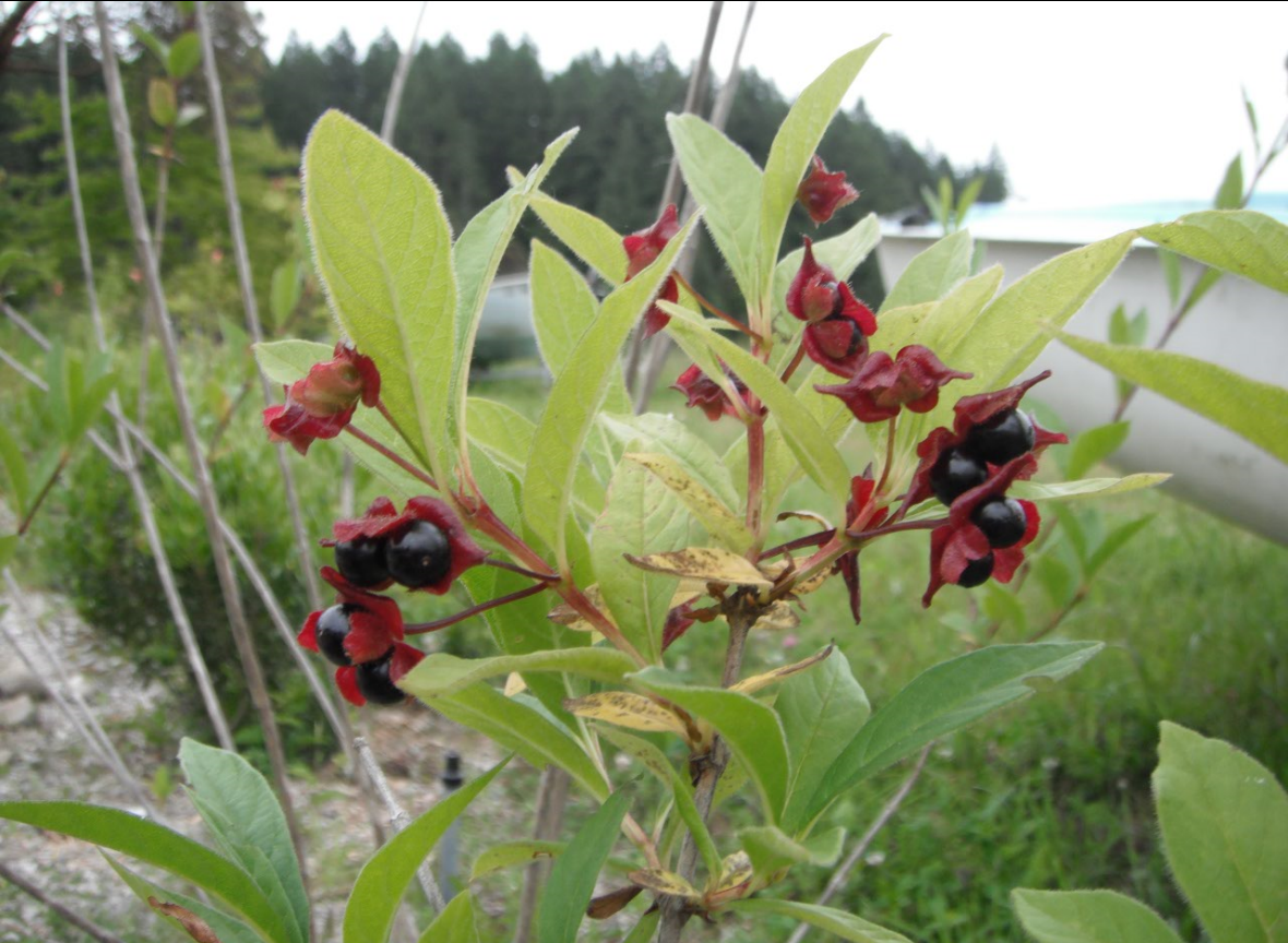Lonicera-involucrata.png