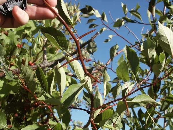 douglas hawthorn thorns.jpg