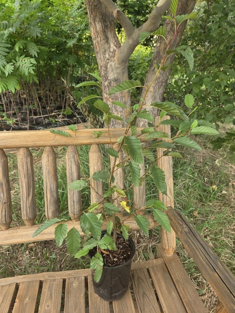 White alder.jpg
