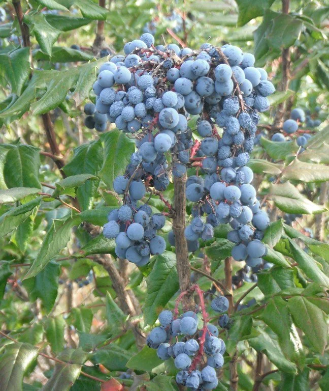 Oregon-Grape-berries.jpg