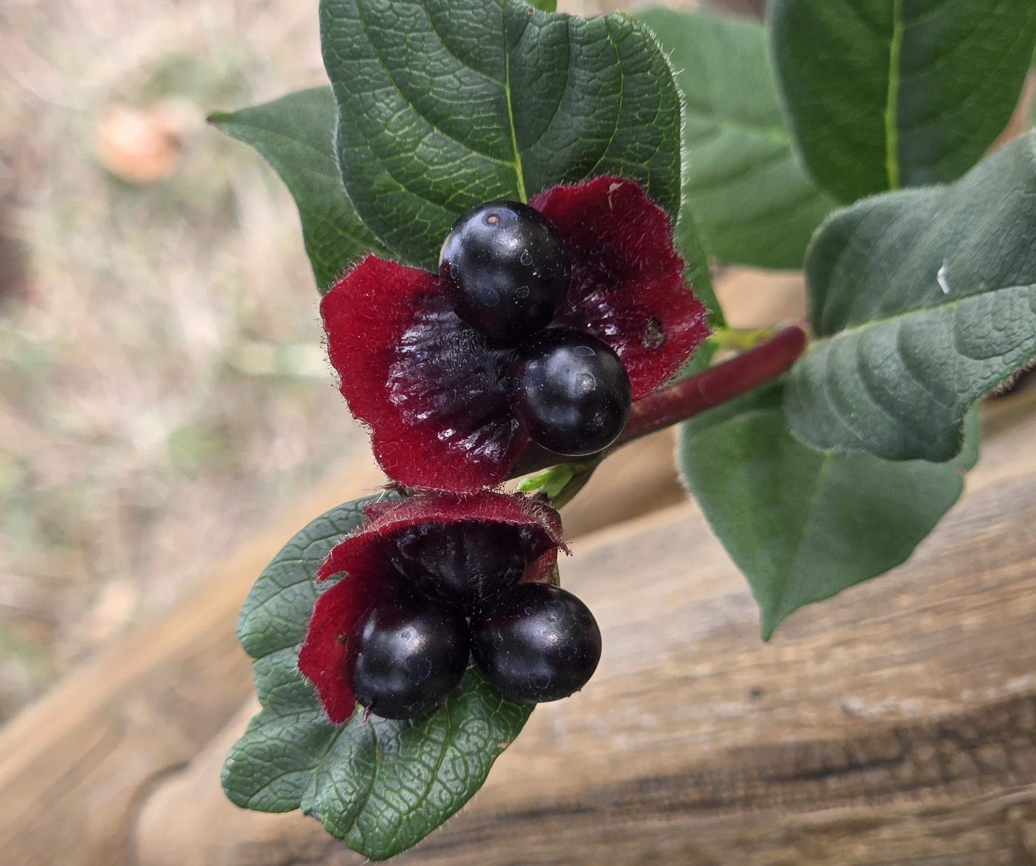 Lonicera involucrata (Black twinberry )