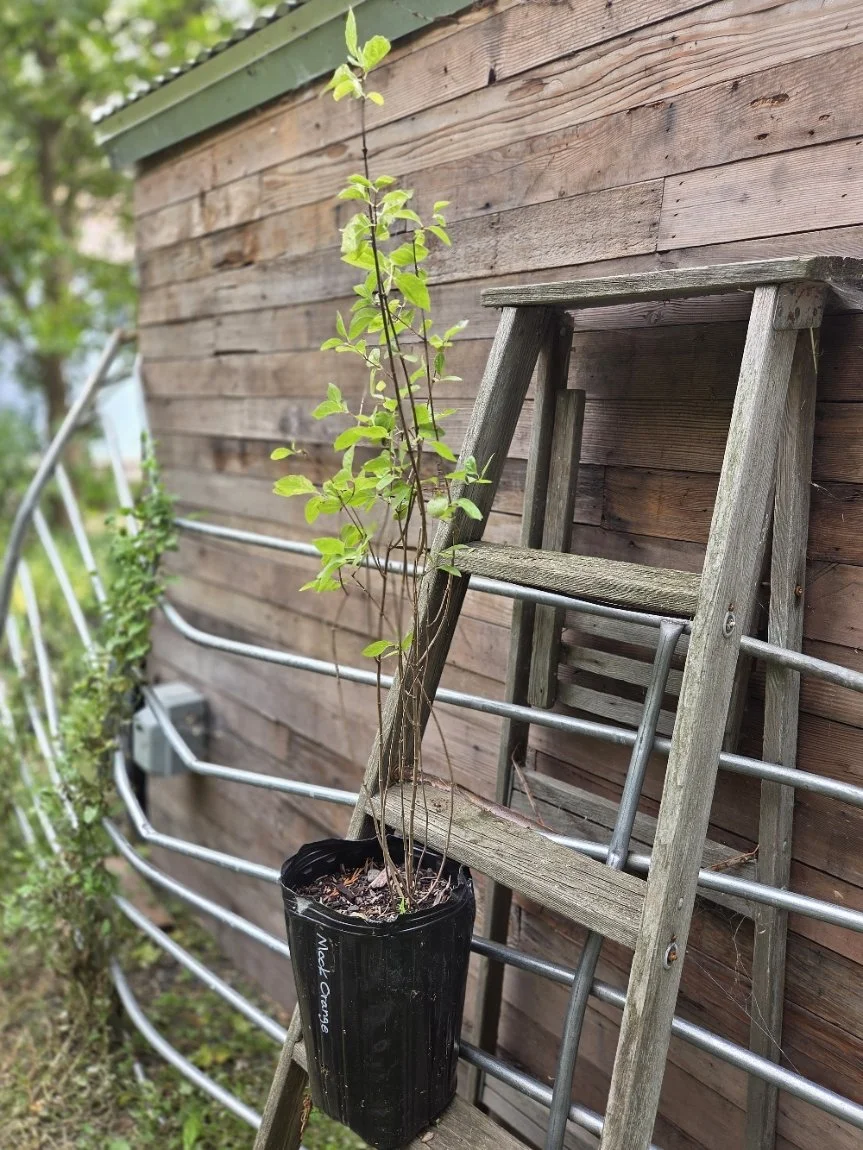 Mock orange representative2.jpg