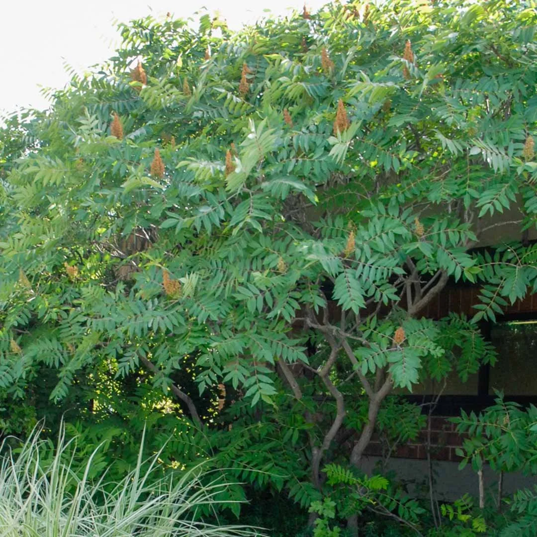 smooth sumac.jpg