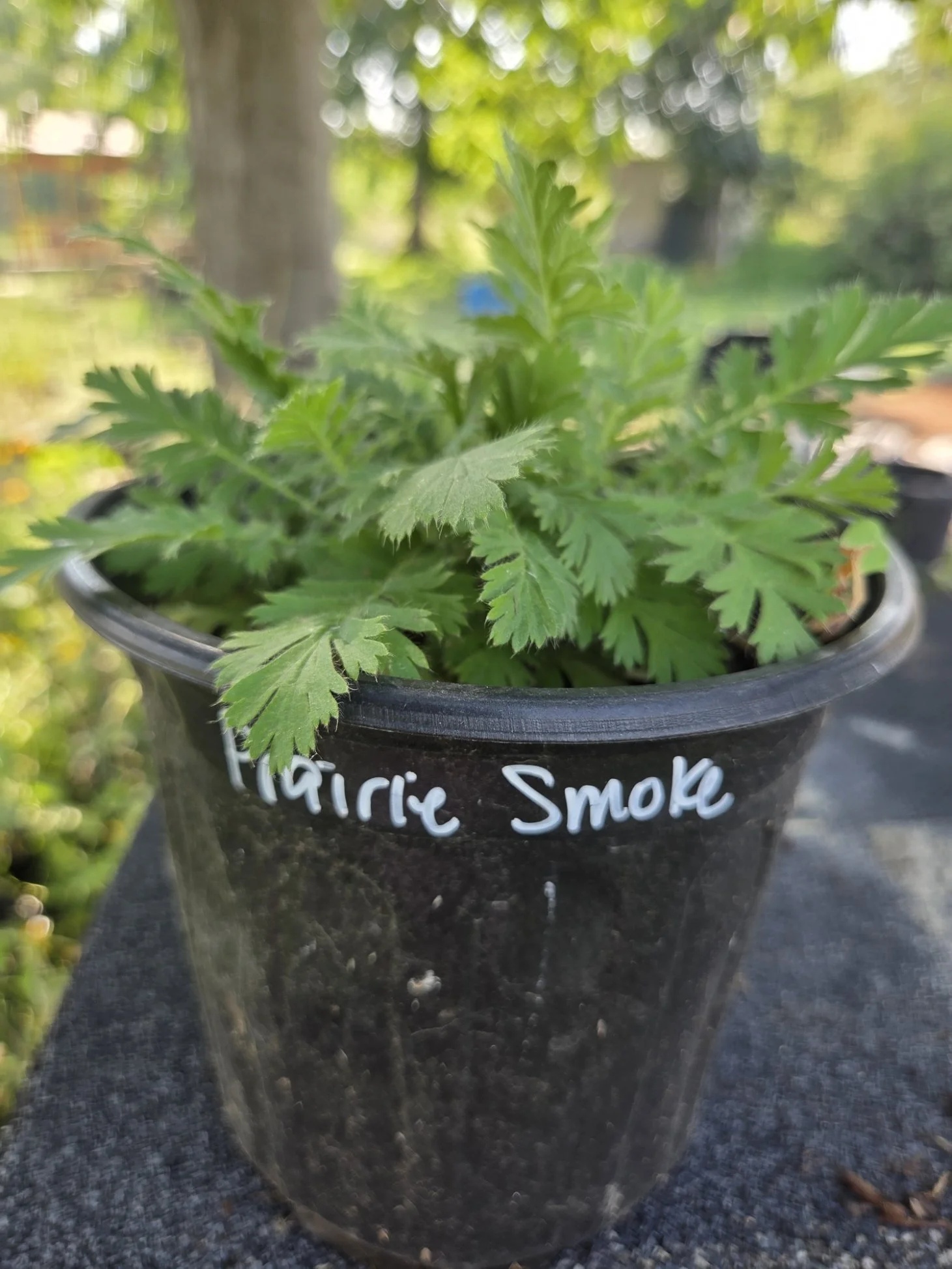 prairie smoke.jpg