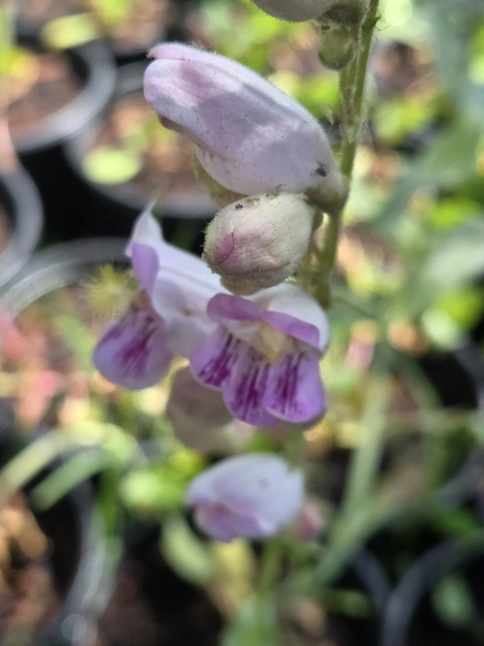 Palmer's penstemon flower.jpg