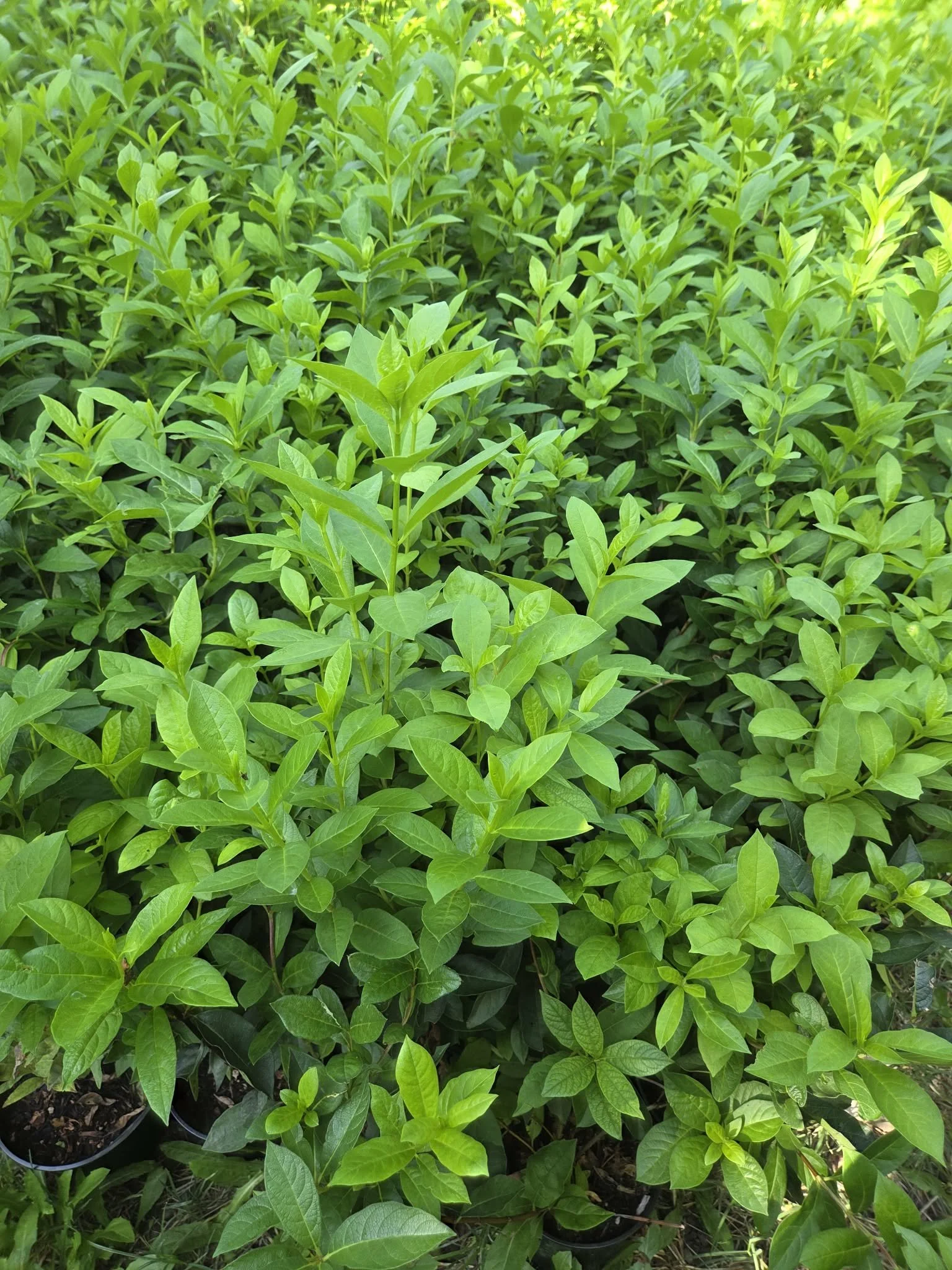 twinberries showing new fall growth.jpg