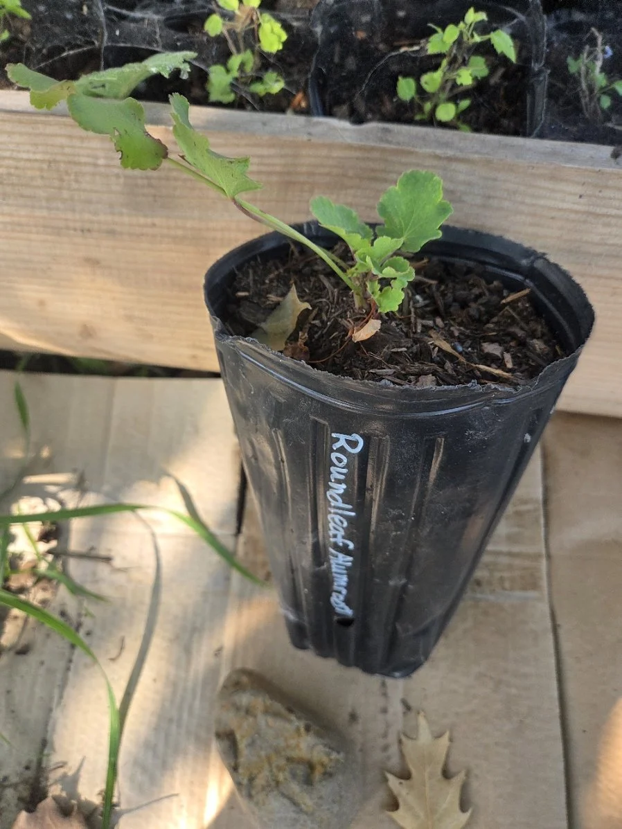 Roundleaf Alumroot treepot.jpg