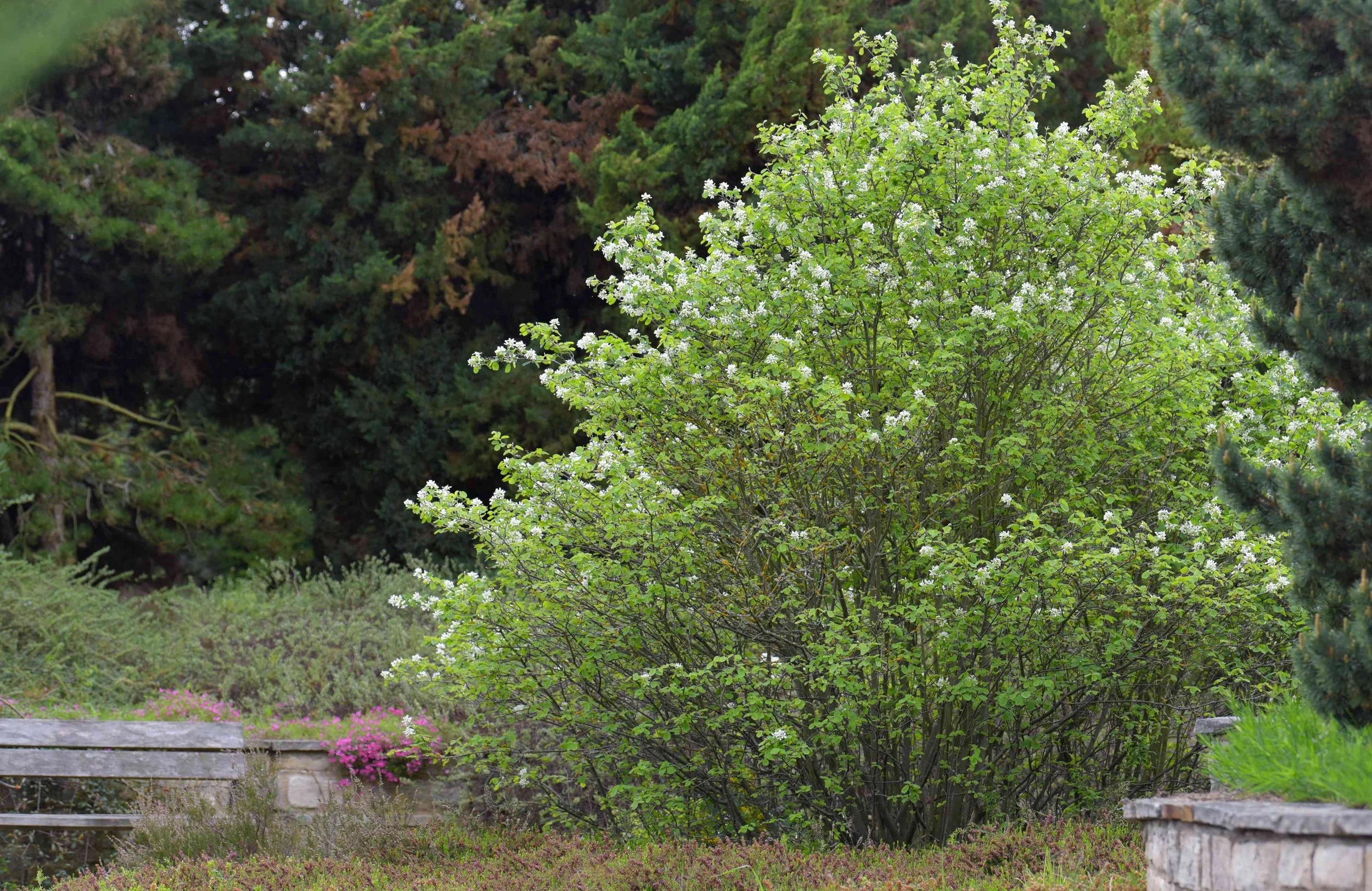 Saskatoon serviceberry